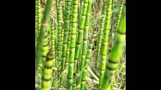 ХВОЩ EQUISETUM сем Хвощевые Equisetaceae [upl. by Okime]