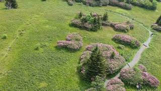 The Appalachian Adventurer Roan Mountain Rhododendrons [upl. by Elyagiba]