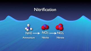 Nitrogen Removal Basics [upl. by Sunil]