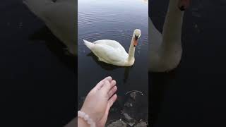 А белый лебедь на пруду 🦢 [upl. by Standford179]