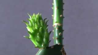 Prickly Pear Cactus Opuntia ficusindica Timelapse of new pad sprout [upl. by Iralam]