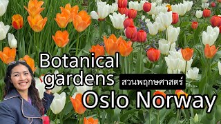 ดอกไม้สวยใจละลายมาก สวนพฤกษศาสตร์มหาวิทยาลัย Botanisk Tøyen Oslo Norway คลิปที่2 [upl. by Dibrin]