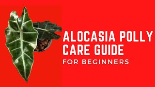 ALOCASIA POLLY PLANT CARE [upl. by Eneli]