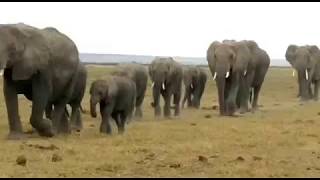 Amboseli National Park Elephants [upl. by Rosenblatt657]