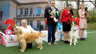 EXPOZITIE CANINA 6 APRILIE 2024 LA VALEA IAZURILOR CALARASI CAC SI CACIB CEI MAI FRUMOSI JUNIORI [upl. by Hayilaa]