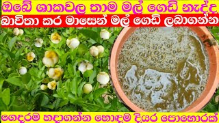 මල් ගෙඩි නැති ගස්වල මල් ගෙඩි මවන මේකනමි සූපිරිම දියර පොහොරක් diyara pohorak [upl. by Sgninnej]