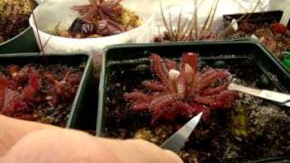 Taking Sundew Leaf Cuttings Part 1 Collecting leaves and propagating plants from them [upl. by Cacia]