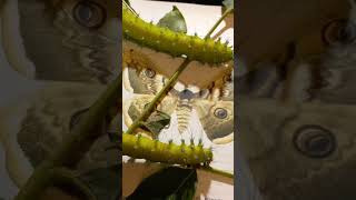 How Will Caterpillar Become a Beautiful Moth Giant Peacock Moth Saturnia pyri Kyiv Ukraine [upl. by Herbie]