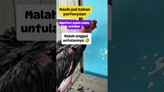 Siapa yang pernah ayam youtubeshorts duniaayam duniaayam ayampeliharaan reelsyoutube [upl. by Notgnihsaw10]