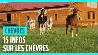 15 infos que vous ignorez peutêtre sur les chèvres [upl. by Portuna]