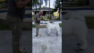 How to Stack the Samoyed  Stacker Training glacialfiresamoyed [upl. by Tella]