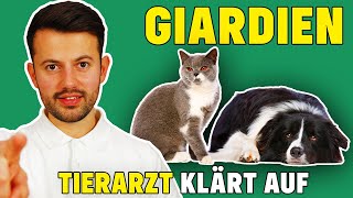 Giardien bei Hund und Katze  Was tun bei Giardiose [upl. by Lederer]