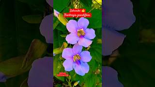 Thunbergia grandiflora Flowers plant tips and care propagation shorts thunbergia herbaceous [upl. by Lleneg755]