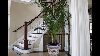 Growing Areca Palm Indoors in Canada [upl. by Hershell]