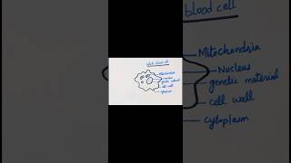 How to draw a general diagram of white blood cellviralshorts biologydiagrams ytshorts youtube [upl. by Chappy304]