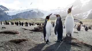 Penguin Habitats are Facing Threats What We Can Do [upl. by Tnerual]