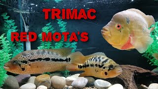 Parachromis motaguensis and Amphilophus trimaculatus cichlid updates [upl. by Waldo]