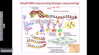 Sanger sequencing [upl. by Mccormac]