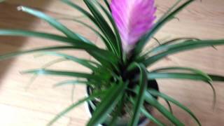 Bromeliads  Neoregelia  Pink Quill Tillansdia cyanea [upl. by Attennot]