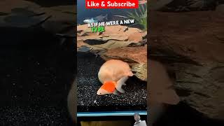 This Rat Love to Living underwater shorts animals [upl. by Najar]