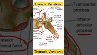 Spine of Thoracic vertebrae mbbs osteology anatomy neet shorts [upl. by Ynnej]