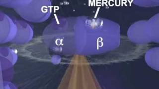 How Mercury Destroys the Brain  University of Calgary [upl. by Susana895]