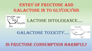 Entry of Fructose and Galactose into Glycolysis [upl. by Seravat827]