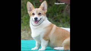 Corgi Benigna Salvatore Queen Of Giselle HiRo’s Daughter  75 Months Age👍❤️ corgi corgipuppies [upl. by Jelsma]