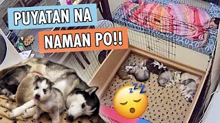 NIGHT DUTY SA 6 NA HUSKY PUPPIES [upl. by Anallese]