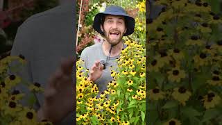 Rudbeckia triloba amp fulgida  Brown Eyed Susan and Orange Coneflower  A Deep Dive with Dan [upl. by Aiken]