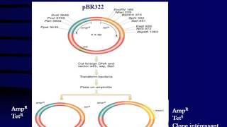 GENETIQUE Vecteurs de Clonage [upl. by Violante]