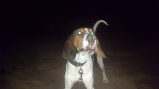 Jax Treeing Walker Coonhound Howling Baying and Having fun [upl. by Laura]