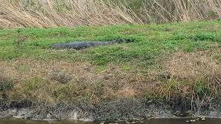 Amazing Alligator Number 19 has Extremely Long Tail at Lake Apopka Wildlife Drive Florida [upl. by Bluefarb847]