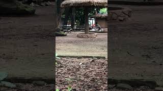 Addax in the Zoo  Sound of animals  most funny and cute animals video  pet video [upl. by Ainsley]