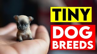 Top 10 Tiny Dog Breeds Adorable Companions [upl. by Herold]