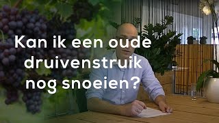 Tuinvraag quotKan ik een oude druivenstruik nog snoeienquot [upl. by Vieva]