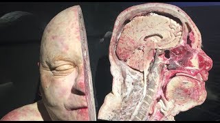 Gerçek İnsan Vücudu Müzesi Body Worlds [upl. by Aivalf]