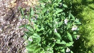 Comfrey Propagation  How Well Does it Work [upl. by Orthman]