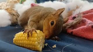 Juice the 2 legged rescued squirrel snacking and his pimp bedroom set up [upl. by Solis777]