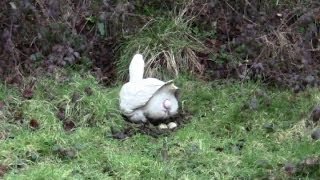 Grauwe Gans  Greylag Goose [upl. by Amedeo788]