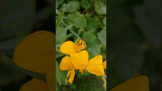 Sanai plant and flowers🌾 Crotalaria  Shortsvideo  butterflymusic youtube [upl. by Leong]