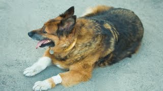 How to Treat Arthritis in Dogs  Arthritis In Dogs [upl. by Osicnarf318]