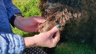 Barbet dog grooming front legs [upl. by Rosalinda306]