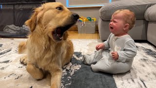 Golden Retriever Pup Makes Baby Cry But Says Sorry Cutest Ever [upl. by Seilenna167]