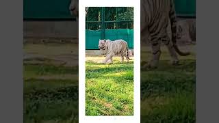 Anaya ne zoo me tiger 🐅 dekhaviralvideo [upl. by Lonna474]