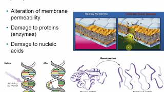 2117 Chapter 7  Control of Microbial Growth [upl. by Innob826]