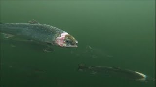 Industrial salmon farming Scotlands sea lice problem • FRANCE 24 English [upl. by Ros]