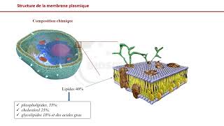 Vidéo 1 Membrane plasmique  Présentation générale [upl. by Glaser]