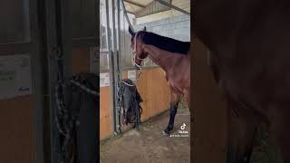 La naissance du poulain approche 😍 a votre avis poulain ou pouliche  🩷 poney cheval poulain [upl. by Kaja]