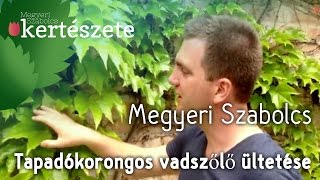 Parthenocissus tricuspidata ültetése  Tapadó korongos vadszőlő  Megyeri Szabolcs Kertészet [upl. by Leilah193]